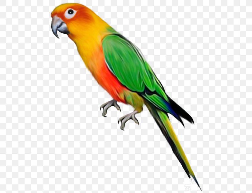 Parrot Lovebird Budgerigar Clip Art, PNG, 500x628px, Parrot, Beak, Bird, Birdcage, Budgerigar Download Free