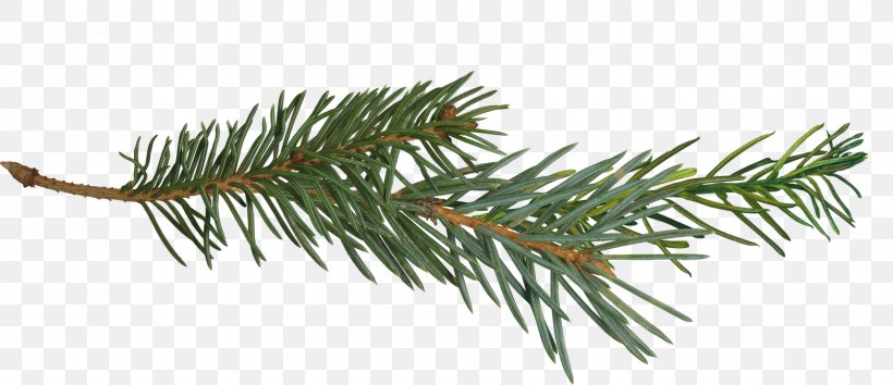 Pine Branch Tree Clip Art, PNG, 1600x691px, Pine, Branch, Conifer, Conifer Cone, Evergreen Download Free