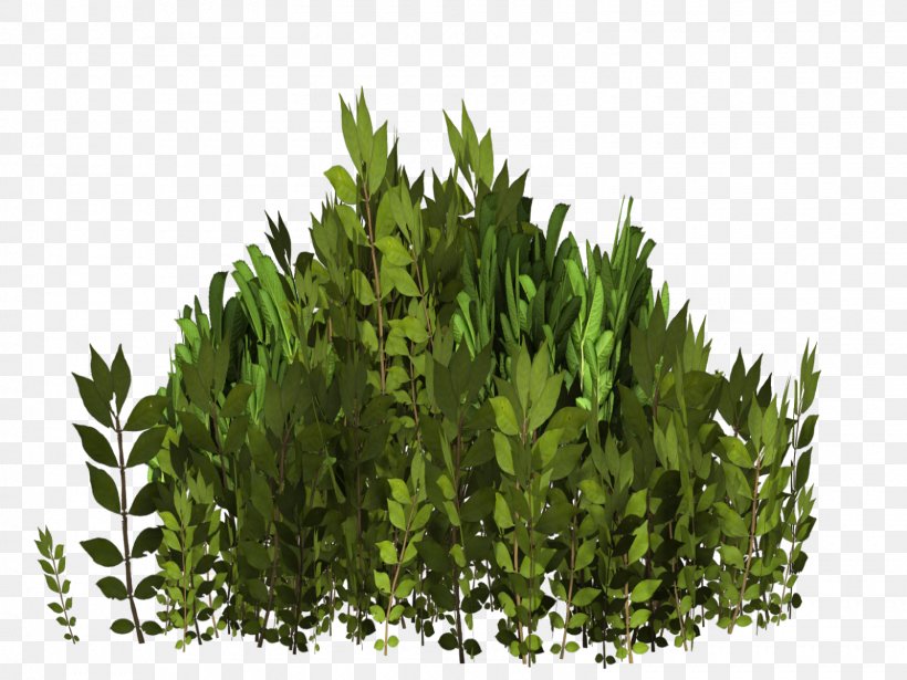 Tree Evergreen Shrub Grasses Leaf, PNG, 1600x1200px, Tree, Evergreen, Family, Grass, Grass Family Download Free
