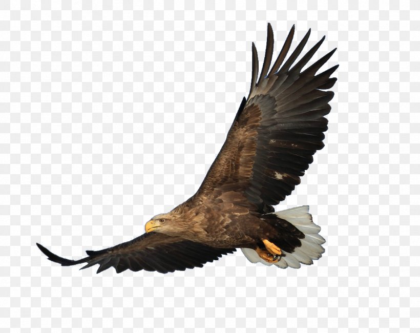 Bald Eagle Bird Hawk, PNG, 1346x1067px, Bald Eagle, Accipitriformes, Animal, Beak, Bird Download Free