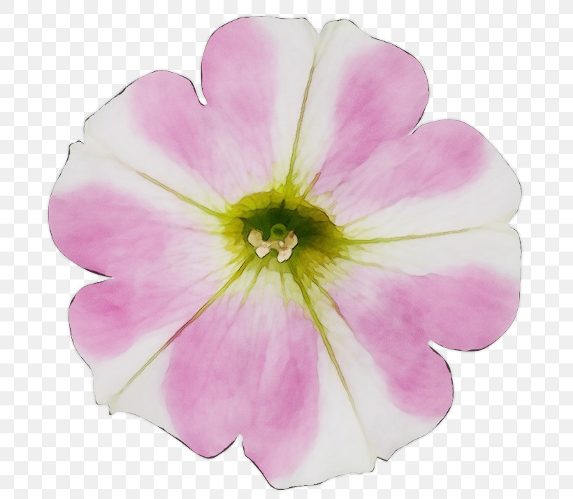 Flower Petal Pink Plant Petunia, PNG, 714x714px, Watercolor, Flower, Herbaceous Plant, Morning Glory, Paint Download Free