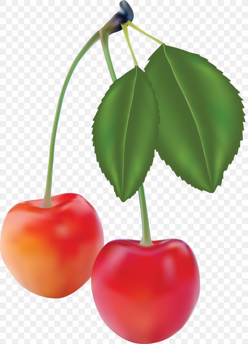 Tomato, PNG, 4104x5694px, Fruit, Apple, Cherry, Food, Graphic Arts Download Free