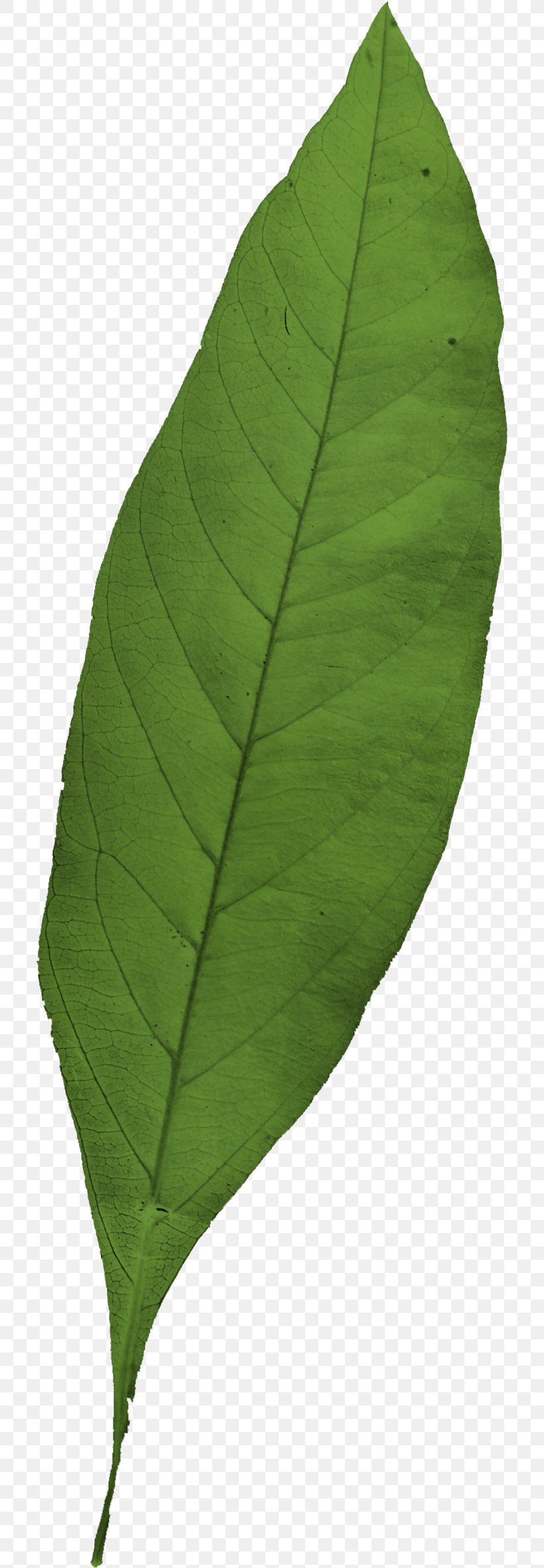 Leaf, PNG, 710x2365px, Leaf, Plant Download Free