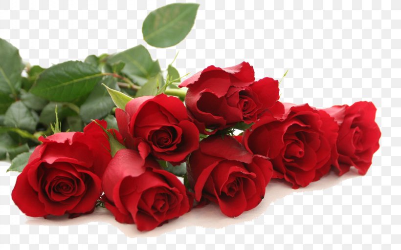 Rose Red Flower Wallpaper, PNG, 2560x1600px, Rose, Artificial Flower, Color, Cut Flowers, Display Resolution Download Free