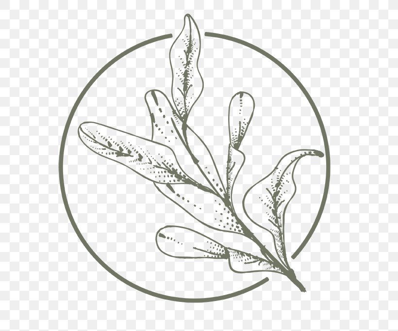 Aloe Vera Leaf, PNG, 762x683px, Organic Certification, Aloe Vera, Botany, Coloring Book, Drawing Download Free