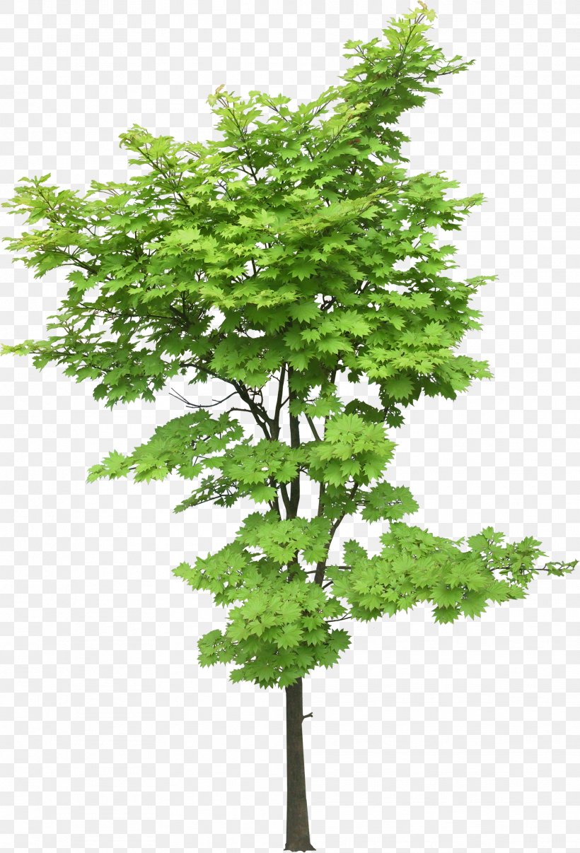 Maple Tree Plant Landscape, PNG, 1916x2822px, Maple, Acer Oliverianum Var Nakaharai, Aceraceae, Branch, Evergreen Download Free