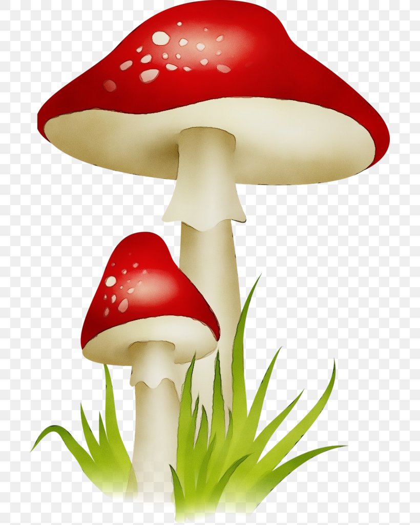 Mushroom Clip Art Agaric Agaricomycetes Agaricaceae, PNG, 703x1024px, Watercolor, Agaric, Agaricaceae, Agaricomycetes, Agaricus Download Free