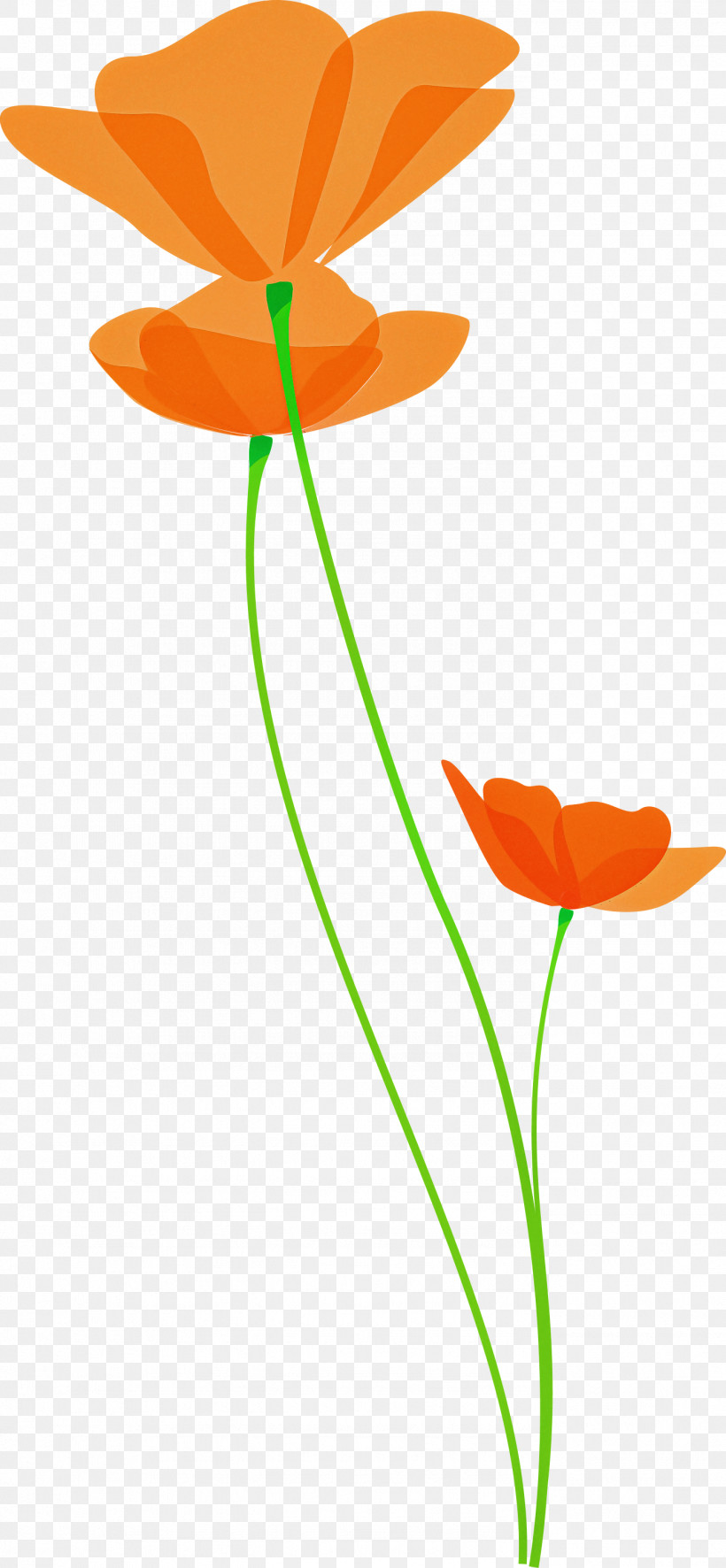 Poppy Flower, PNG, 1388x3000px, Poppy Flower, Anthurium, Coquelicot, Flower, Orange Download Free