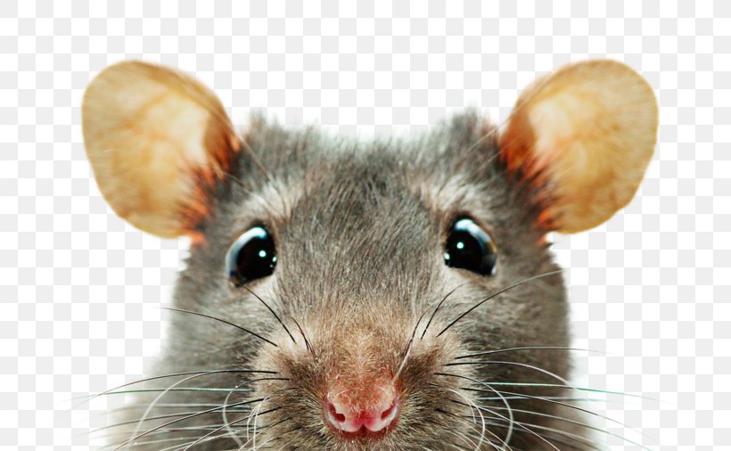 Rat Desktop Wallpaper Screensaver 1080p Display Resolution, PNG, 800x506px, Rat, Display Resolution, Dormouse, Fauna, Gerbil Download Free