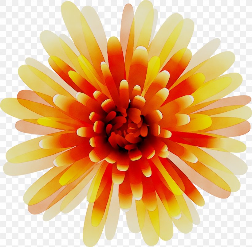 Transvaal Daisy Cut Flowers Chrysanthemum Petal, PNG, 1368x1344px, Transvaal Daisy, Artificial Flower, Barberton Daisy, Chrysanthemum, Chrysanths Download Free