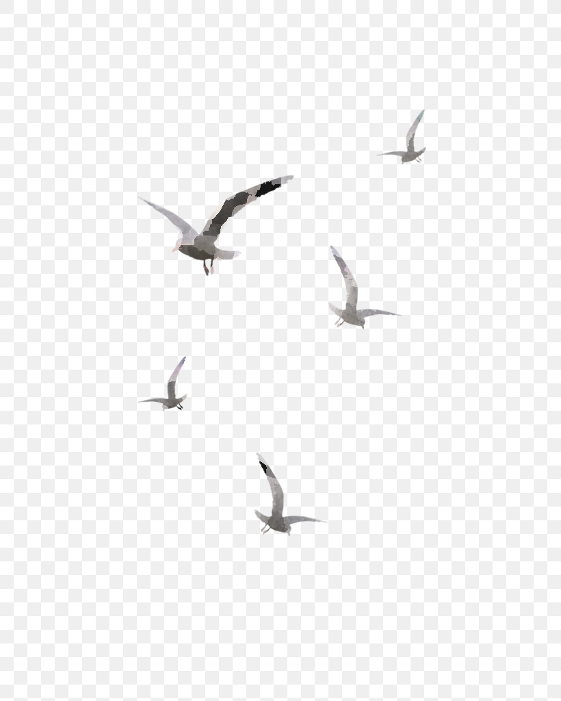 Feather, PNG, 649x1024px, Birds, Animal Migration, Beak, Bird Migration, Feather Download Free