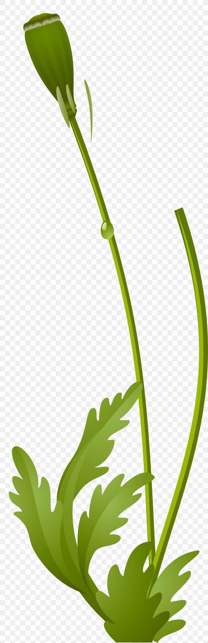 Flower Plant Stem Poppy Clip Art, PNG, 1552x4788px, Flower, Alternative Medicine, Animation, Blume, Commodity Download Free