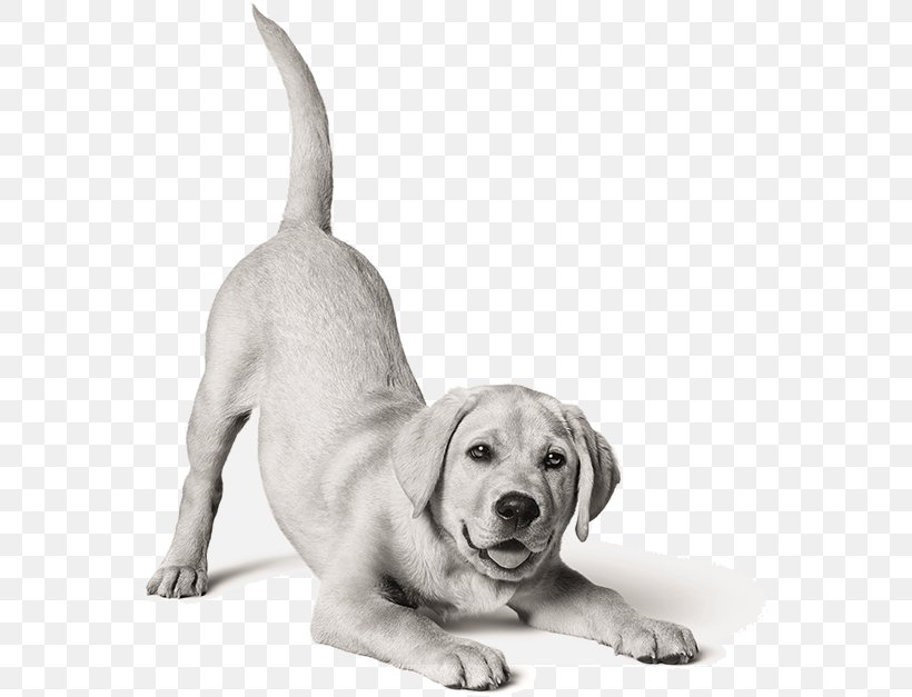 Labrador Retriever Puppy Dog Breed Cat Food, PNG, 561x627px, Labrador Retriever, Black And White, Carnivoran, Cat, Cat Food Download Free