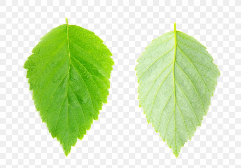 Leaf Vecteur, PNG, 1000x697px, Leaf, Gratis, Green, Leaf Vegetable, Maple Leaf Download Free
