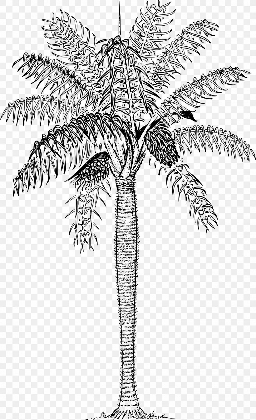 Arecaceae T-shirt Tree Trunk, PNG, 1466x2400px, Arecaceae, Arecales, Black And White, Branch, Coconut Download Free