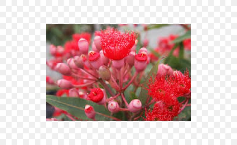 Corymbia Ficifolia Gum Trees Lemon-scented Gum Plant Petal, PNG, 500x500px, Corymbia Ficifolia, Corymbia, Flower, Flowering Plant, Gum Trees Download Free