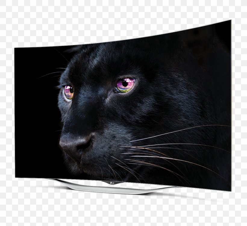 LG EF9500 4K Resolution OLED Ultra-high-definition Television, PNG, 1356x1242px, 4k Resolution, Big Cats, Black Cat, Black Panther, Carnivoran Download Free