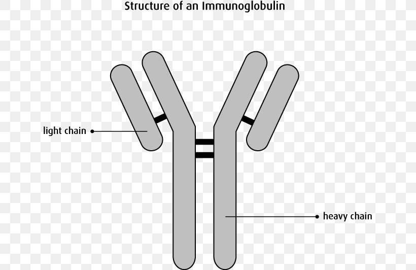 Monoclonal Antibody Immunoglobulin Light Chain Plasma Cell Myeloma Protein, PNG, 649x532px, Antibody, B Cell, Black And White, Blood, Brand Download Free