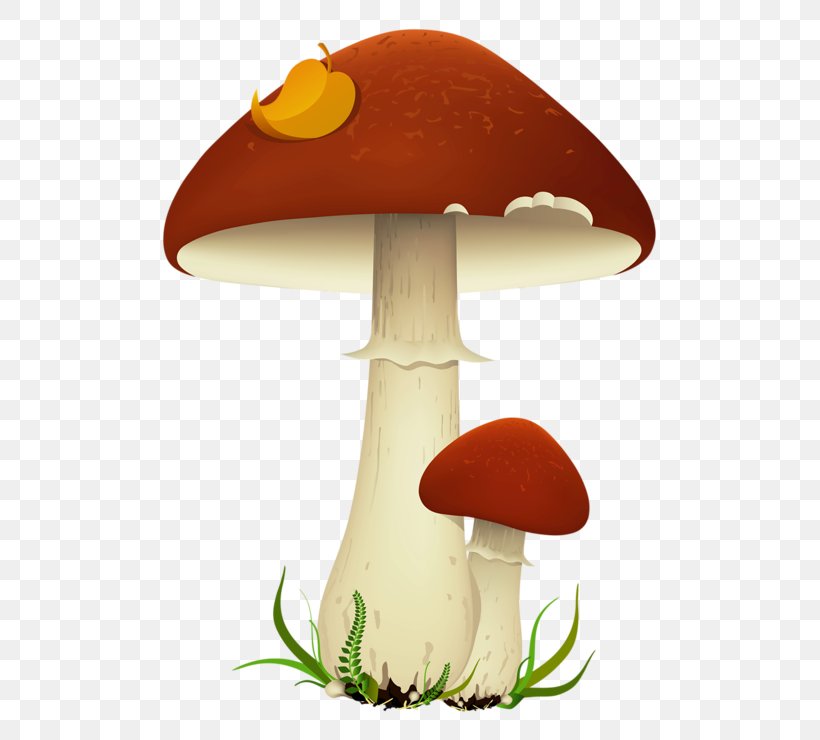 Mushroom Cloud, PNG, 600x740px, Mushroom, Agaric, Agaricaceae, Agaricomycetes, Agaricus Download Free