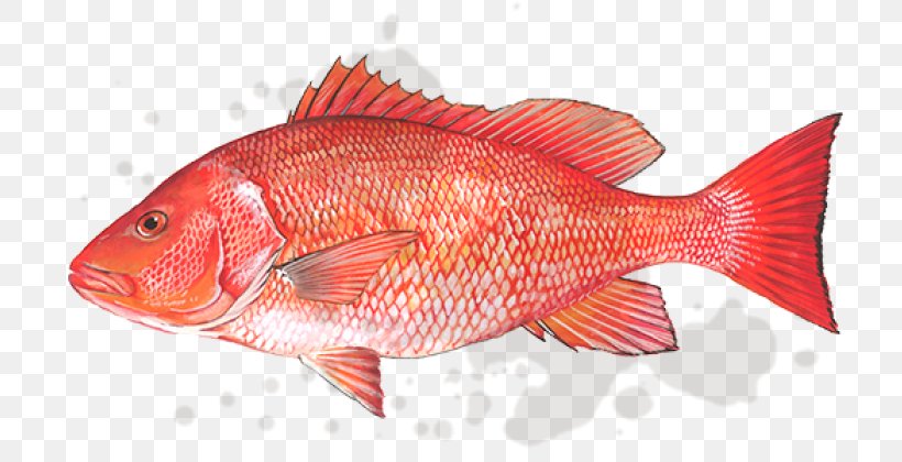 Northern Red Snapper Gulf Of Mexico Fish Products Lane Snapper, PNG, 748x420px, Northern Red Snapper, Animal Source Foods, Coral Reef Fish, Fauna, Fish Download Free