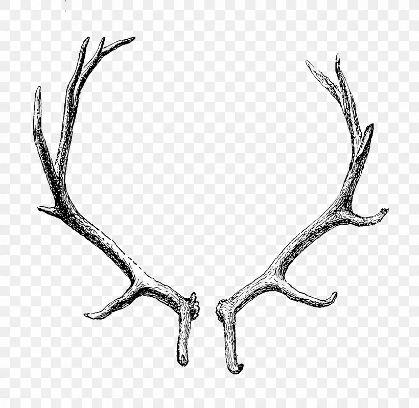 Reindeer Antler Horn Clip Art, PNG, 1654x1613px, Deer, Antler, Barasingha, Black And White, Body Jewelry Download Free
