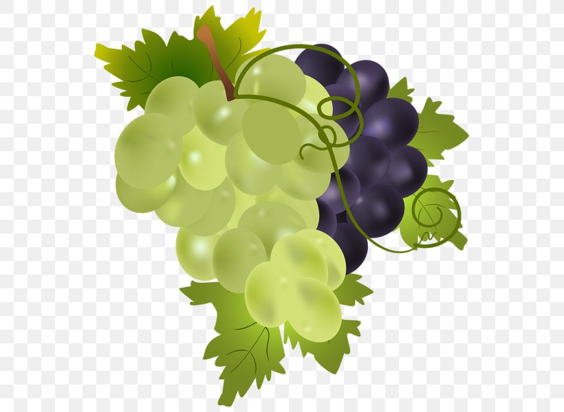 Wine Grape Clip Art, PNG, 559x600px, Wine, Flowering Plant, Food, Fruit, Grape Download Free