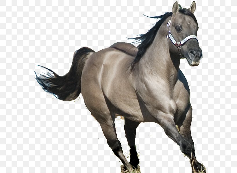 American Quarter Horse Stallion Mane Mustang Mare, PNG, 608x601px, American Quarter Horse, Bridle, Colt, Dun Locus, English Riding Download Free