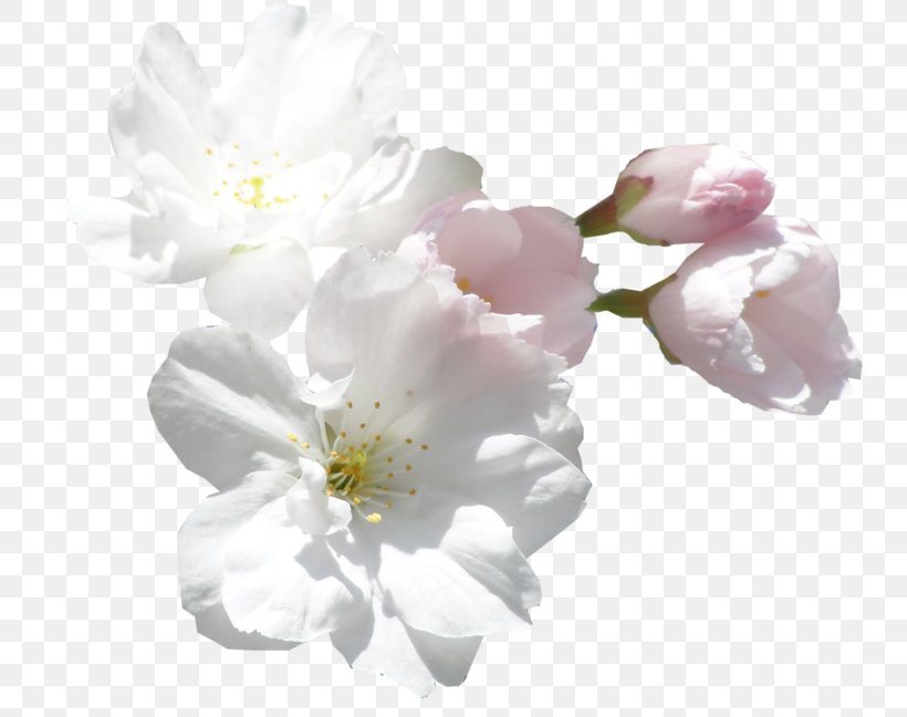 Cut Flowers White Clip Art, PNG, 800x648px, Flower, Blossom, Branch, Cherry Blossom, Color Download Free