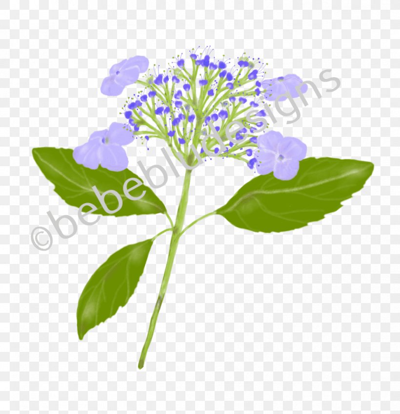 Hydrangea Herbaceous Plant Plant Stem Plants, PNG, 991x1024px, Hydrangea, California Lilac, Cornales, Flower, Flowering Plant Download Free