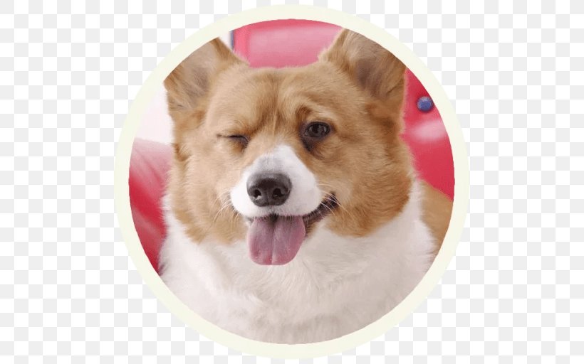 Pembroke Welsh Corgi Desktop Wallpaper Pet Working Dog, PNG, 512x512px, Pembroke Welsh Corgi, Animal, Carnivoran, Companion Dog, Cuteness Download Free