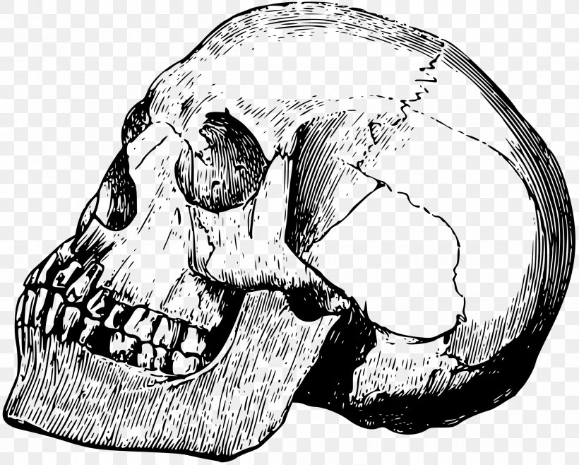 Skull Bone Drawing Calavera, PNG, 2400x1926px, Watercolor, Cartoon, Flower, Frame, Heart Download Free