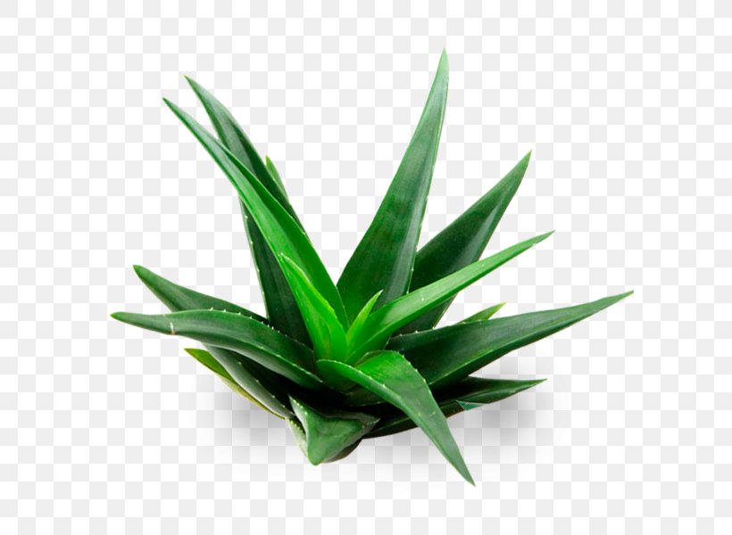 Aloe Vera Plant Gel Aloin, PNG, 600x600px, Aloe Vera, Agave, Agave Azul, Aloe, Aloin Download Free