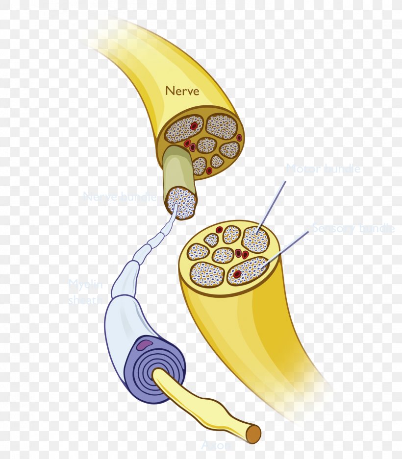 Banana Font, PNG, 1506x1722px, Banana, Banana Family, Fruit, Yellow Download Free