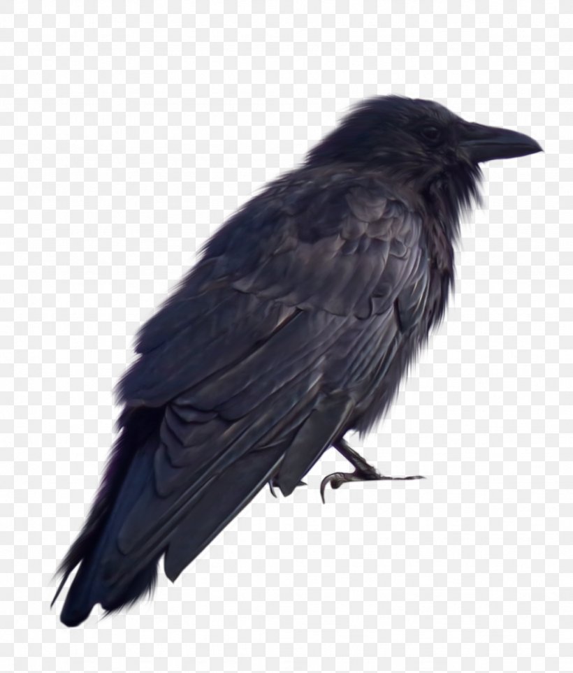 Crows DeviantArt, PNG, 1024x1203px, Crows, American Crow, Art, Beak, Bird Download Free