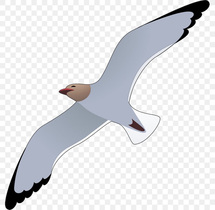 Gulls European Herring Gull Bird Mouette Illustration, PNG, 781x800px, Gulls, Beak, Bird, Charadriiformes, Common Gull Download Free