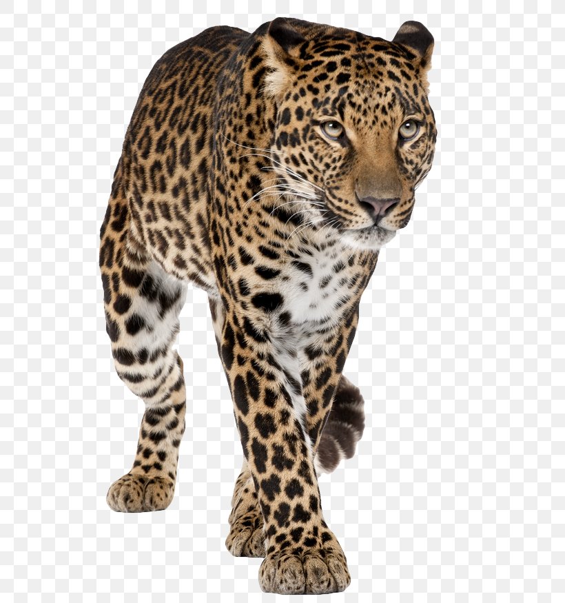 Jaguar Felidae Snow Leopard Clip Art, PNG, 600x875px, Jaguar, Amur Leopard, Big Cats, Carnivoran, Cat Like Mammal Download Free