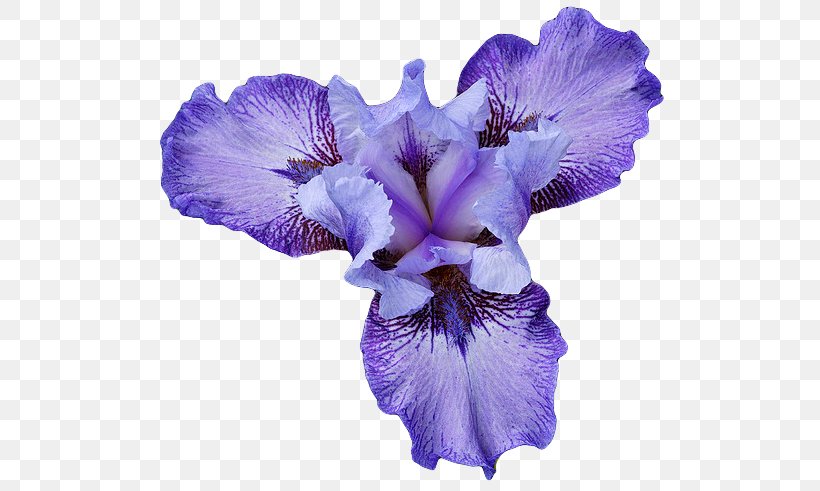 Northern Blue Flag Iris Flower Data Set, PNG, 529x491px, Northern Blue Flag, Color, Drawing, Flower, Flowering Plant Download Free