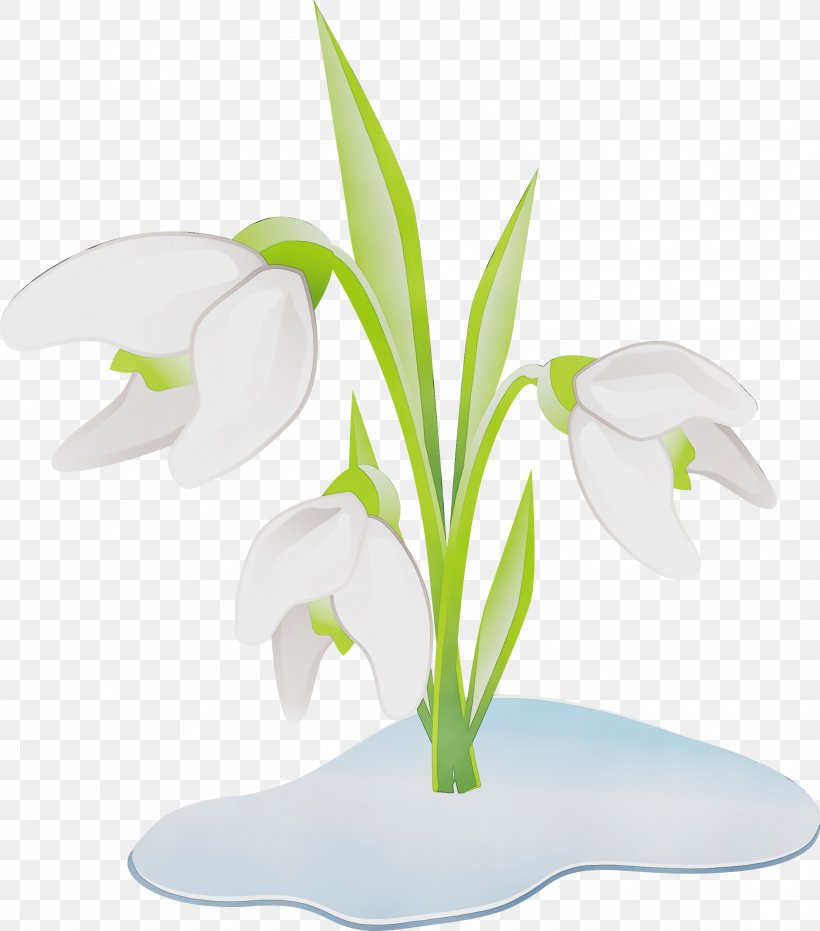 Snowdrop White Flower Plant Clip Art, PNG, 2224x2526px, Watercolor, Flower, Flowering Plant, Galanthus, Leaf Download Free