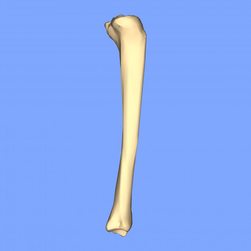 Tibia Bone Fibula Femur Crus Fracture, PNG, 4500x4500px, Tibia, Anatomography, Appendicular Skeleton, Arm, Bone Download Free