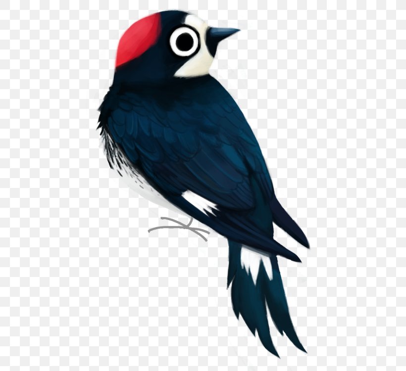 Beak Piciformes Feather, PNG, 500x750px, Beak, Bird, Bluebird, Feather, Piciformes Download Free