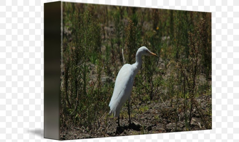 Great Egret Ibis Fauna Stork Ecosystem, PNG, 650x489px, Great Egret, Beak, Bird, Ciconiiformes, Crane Download Free