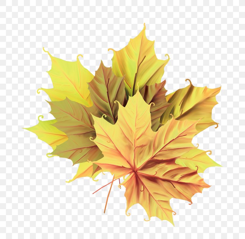 Image Leaf Autumn Clip Art, PNG, 800x800px, 2018, Leaf, Autumn, Autumn Leaf Color, Black Maple Download Free