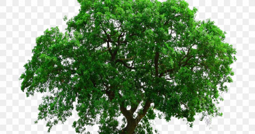Clip Art Transparency Adobe Photoshop Tree, PNG, 832x437px, 2d Computer Graphics, 3d Computer Graphics, Tree, Branch, Clipping Path Download Free