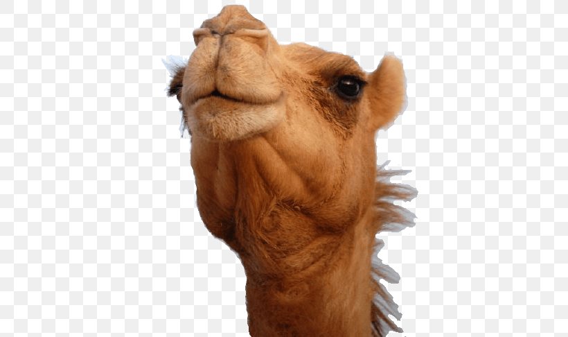 Bactrian Camel Dromedary Australian Feral Camel, PNG, 648x486px, Bactrian Camel, Arabian Camel, Australian Feral Camel, Camel, Camel Like Mammal Download Free