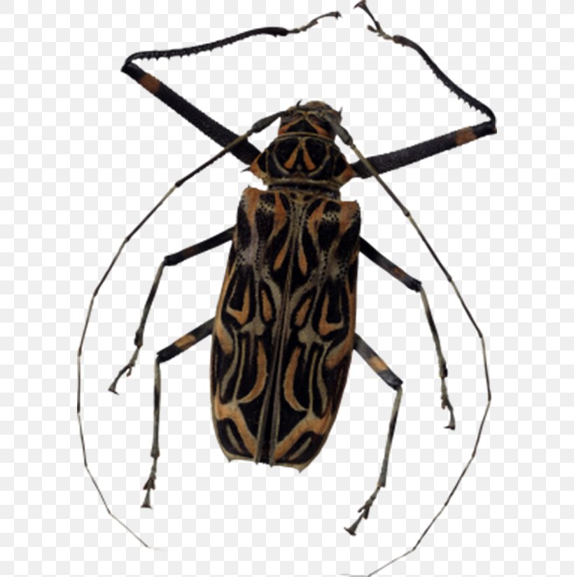 Insect Clip Art, PNG, 600x823px, Insect, Arthropod, Clipping Path, Image Resolution, Invertebrate Download Free