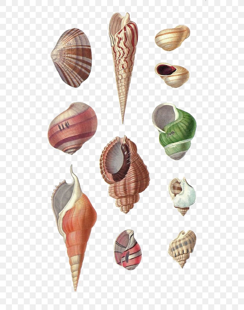 Seashell Conch Mollusc Shell Drawing, PNG, 564x1039px, Seashell, Beach, Clam, Coast, Cockle Download Free