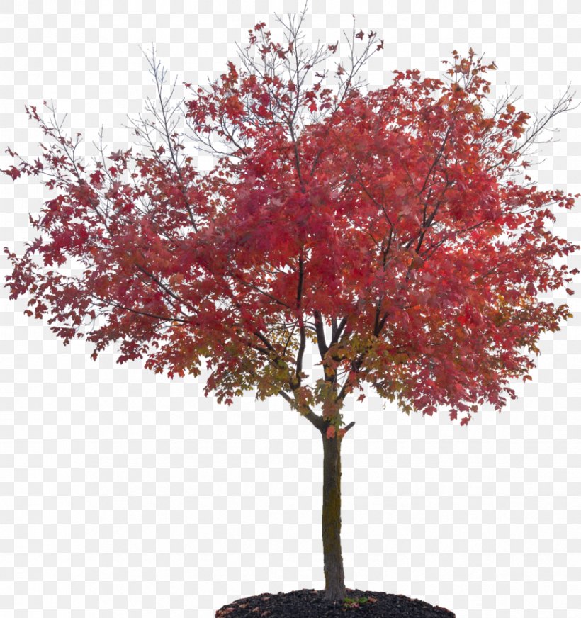 Tree Sugar Maple Red Maple Japanese Maple Plant, PNG, 867x922px, Tree, Autumn, Autumn Leaf Color, Branch, Houseplant Download Free