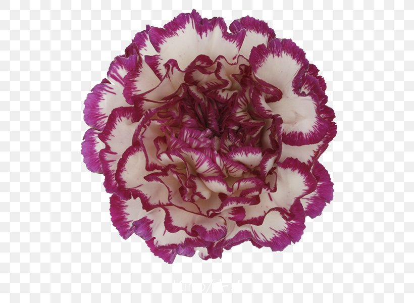 Carnation Cut Flowers Pink Petal, PNG, 600x600px, Carnation, Color, Cut Flowers, Flower, Green Download Free