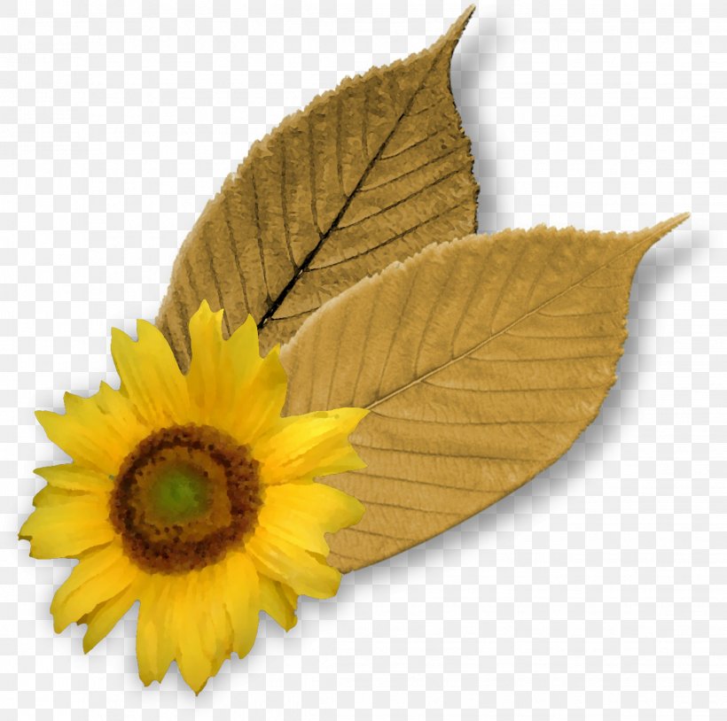 Common Sunflower Leaf Petal, PNG, 2266x2251px, Common Sunflower, Daisy Family, Deciduous, Flower, Google Images Download Free