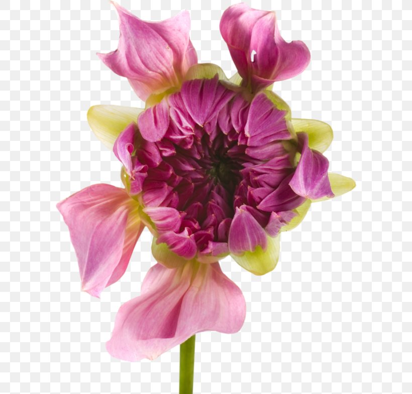 Dahlia Cut Flowers Rose Plant, PNG, 600x783px, Dahlia, Annual Plant, Ar Rahiim, Basmala, Cut Flowers Download Free